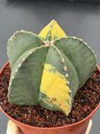 Variegated Astrophytum Myriostigma – Large Rare Live Cactus