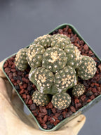Gymnocalycium Ragonesei Cluster Live Cactus | Rare Seed Grown UFO Form Plant #836