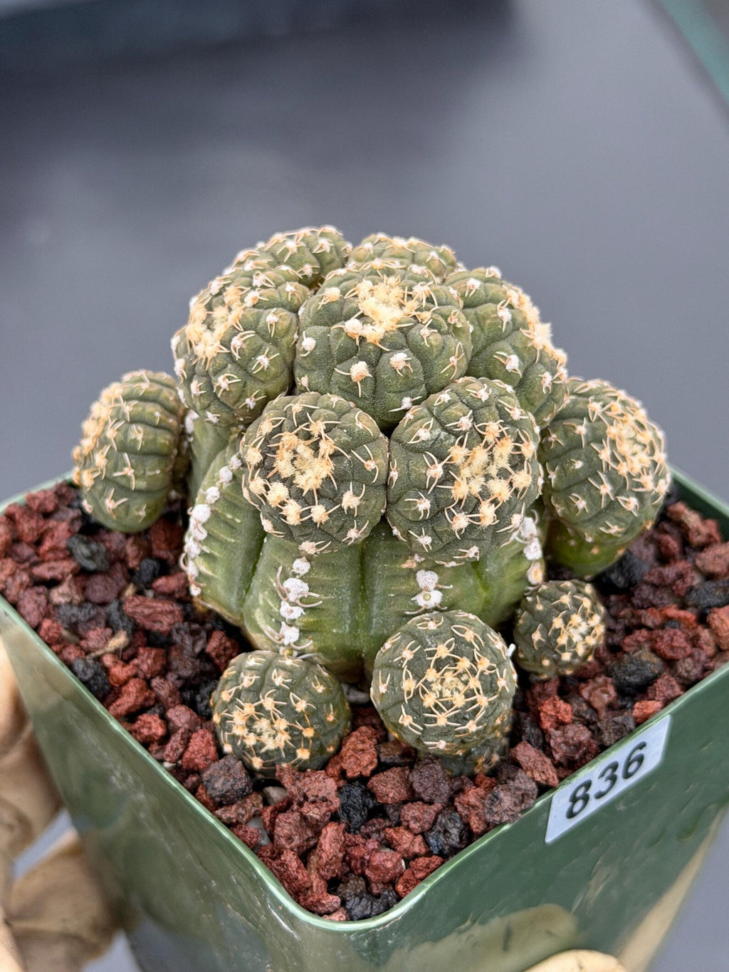 Gymnocalycium Ragonesei Cluster Live Cactus | Rare Seed Grown UFO Form Plant #836