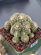 Gymnocalycium Ragonesei Cluster Live Cactus | Rare Seed Grown UFO Form Plant #836