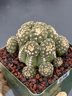 Gymnocalycium Ragonesei Cluster Live Cactus | Rare Seed Grown UFO Form Plant #836