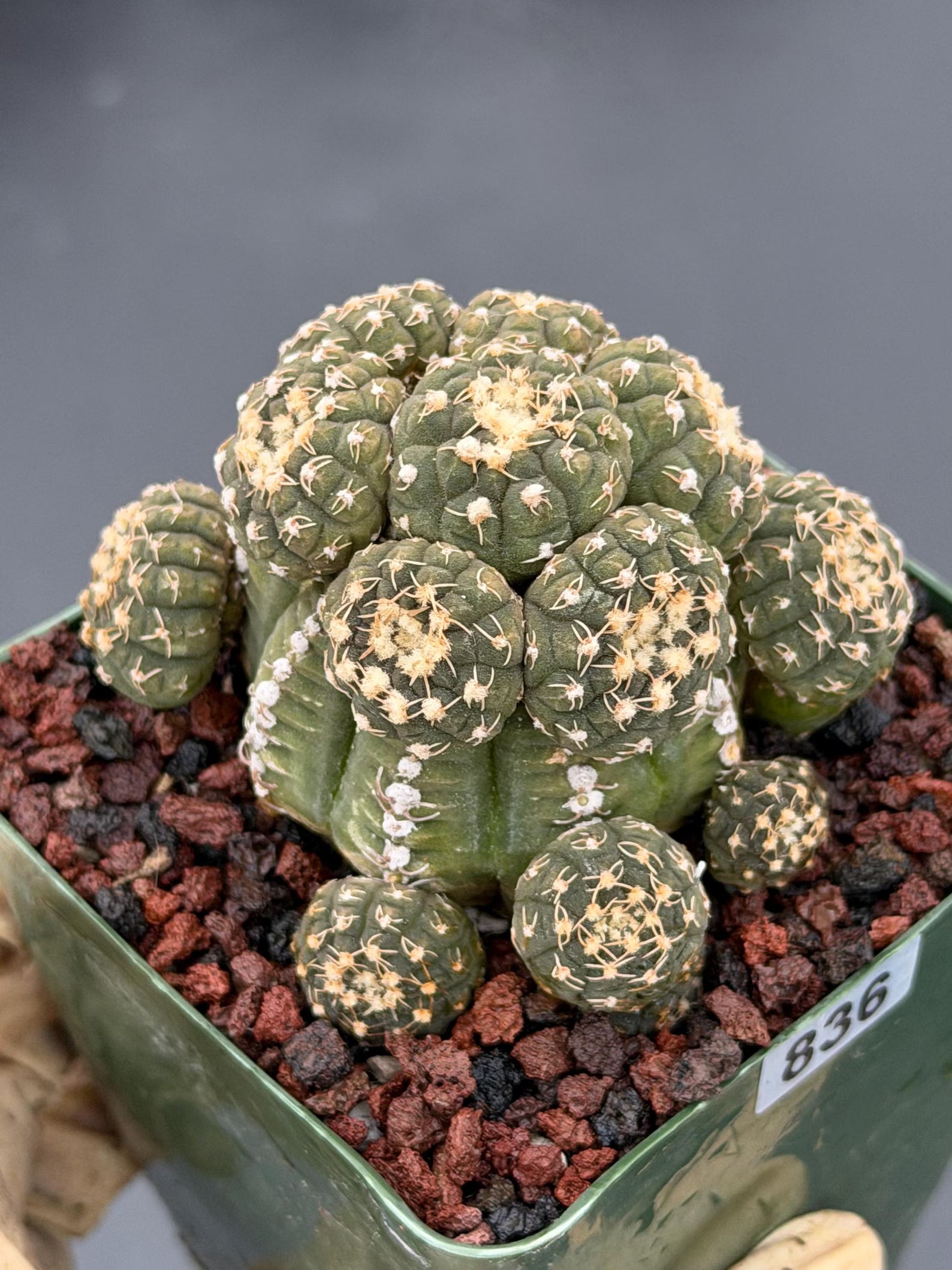 Gymnocalycium Ragonesei Cluster Live Cactus | Rare Seed Grown UFO Form Plant #836