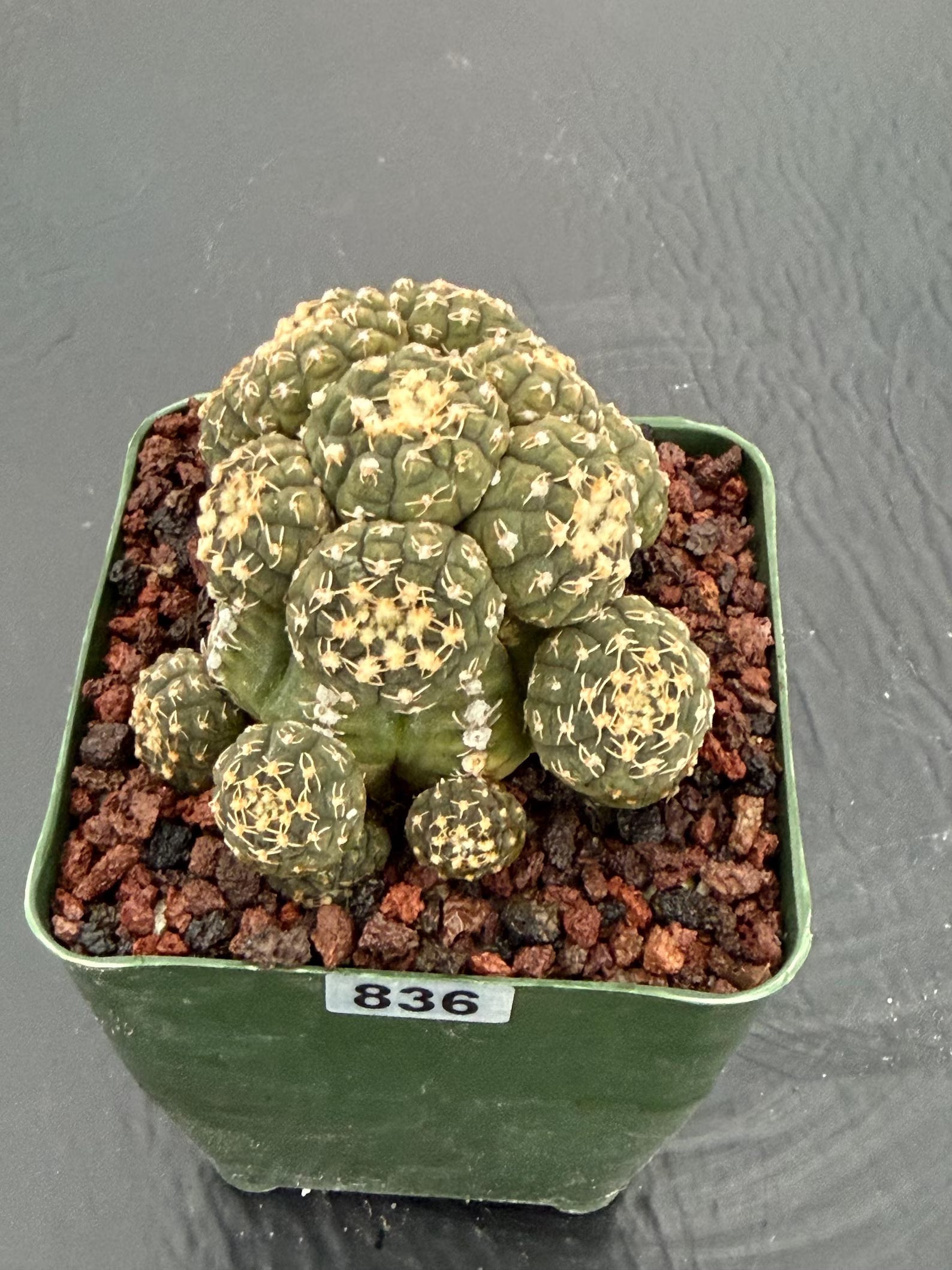 Gymnocalycium Ragonesei Cluster Live Cactus | Rare Seed Grown UFO Form Plant #836