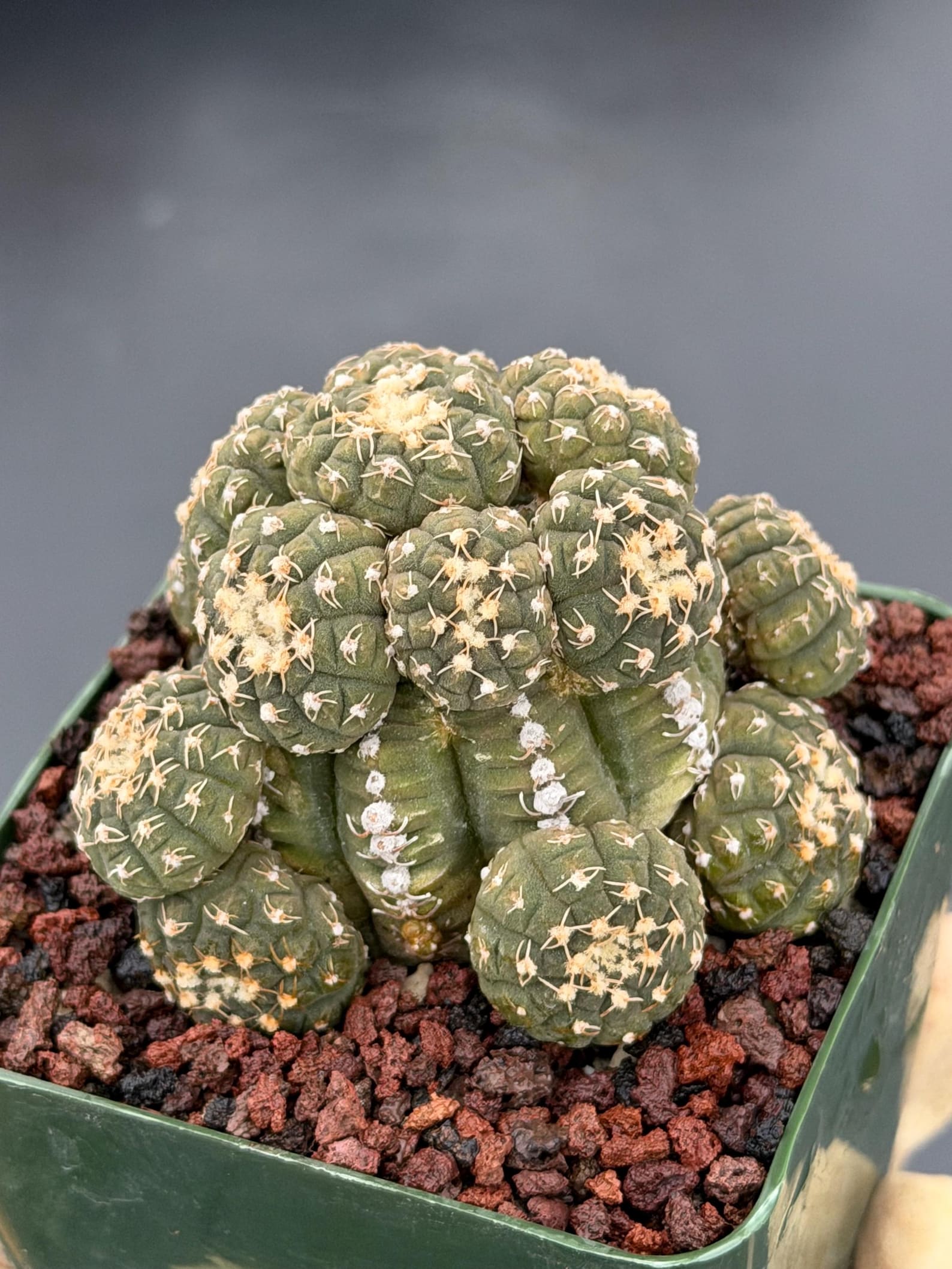 Gymnocalycium Ragonesei Cluster Live Cactus | Rare Seed Grown UFO Form Plant #836