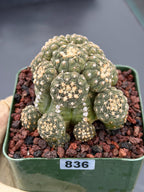 Gymnocalycium Ragonesei Cluster Live Cactus | Rare Seed Grown UFO Form Plant #836