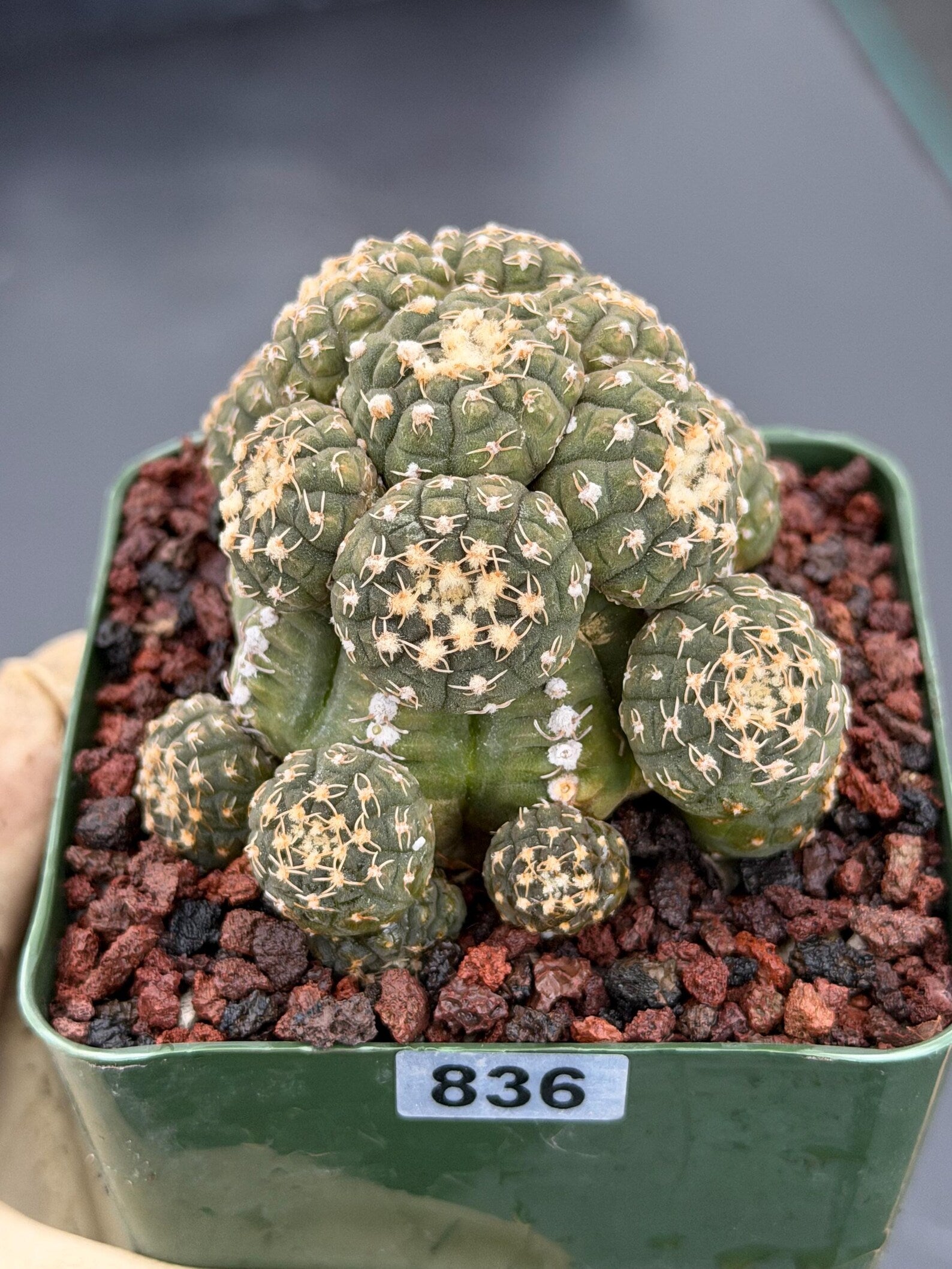 Gymnocalycium Ragonesei Cluster Live Cactus | Rare Seed Grown UFO Form Plant #836