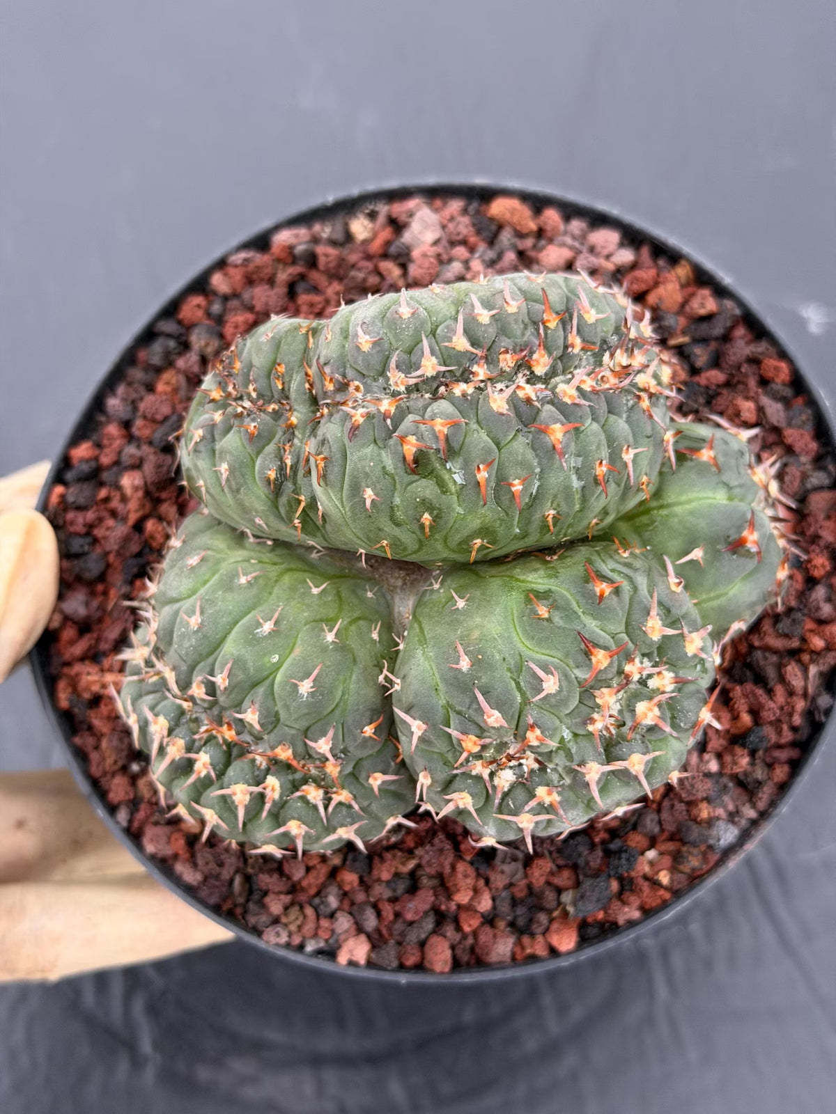 Crested Gymnocalycium Spegazzinii Cluster Cactus #752