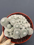 Mammillaria Perbella Monstrose Cluster & Crested Cactus #837 – Rare Collector Specimen