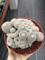 Mammillaria Perbella Monstrose Cluster & Crested Cactus #837 – Rare Collector Specimen