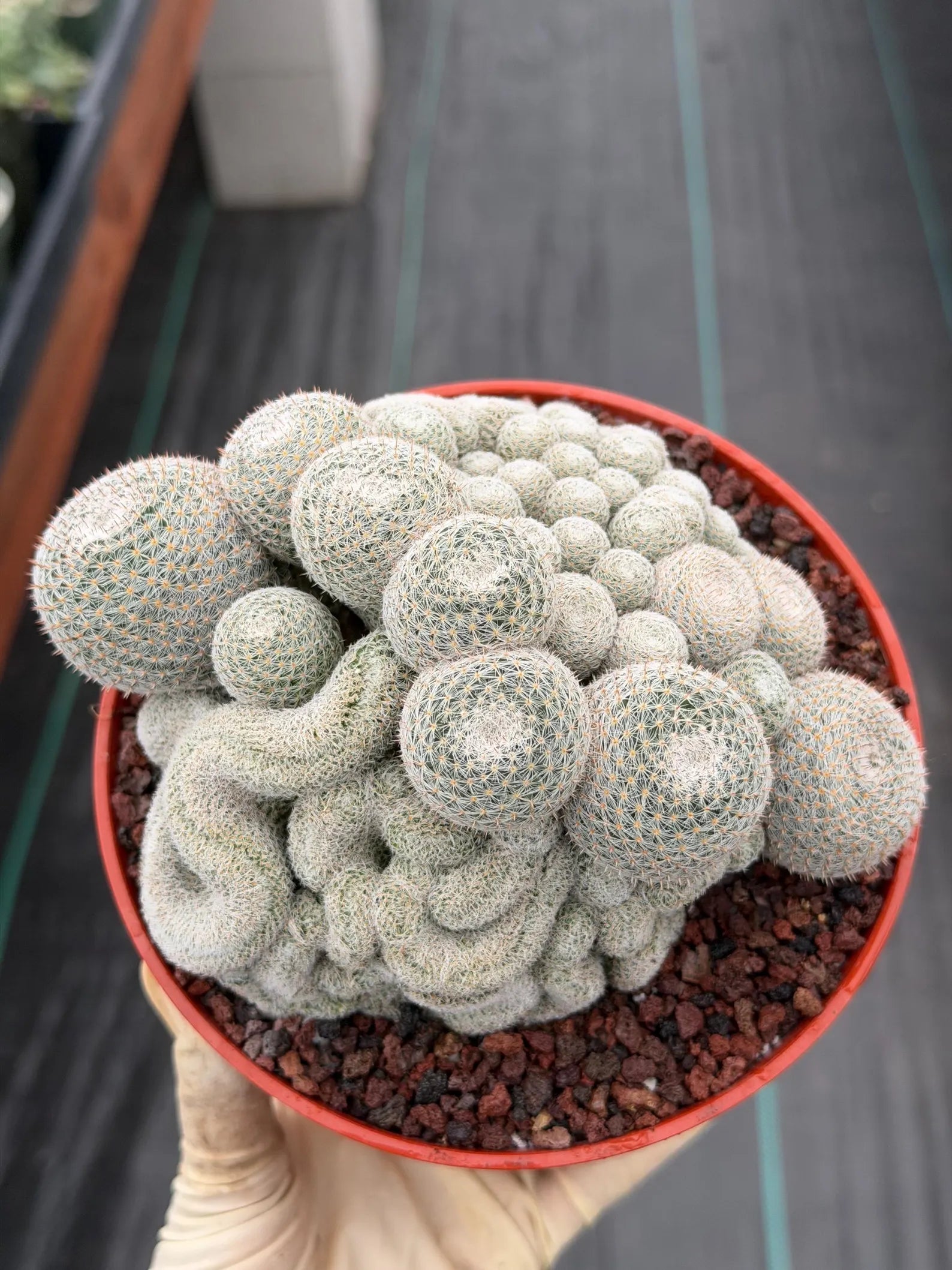 Mammillaria Perbella Monstrose Cluster & Crested Cactus #837 – Rare Collector Specimen
