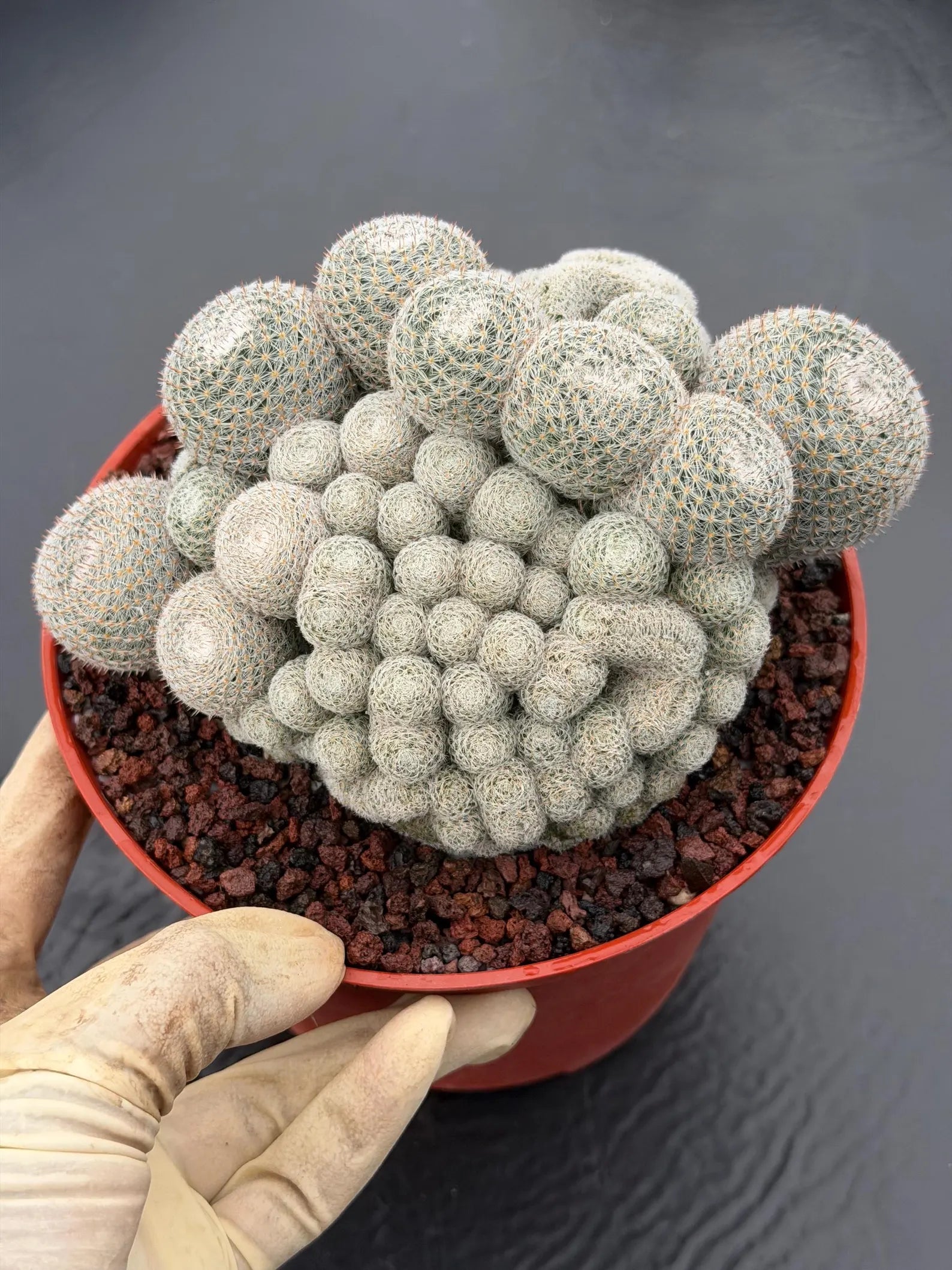 Mammillaria Perbella Monstrose Cluster & Crested Cactus #837 – Rare Collector Specimen