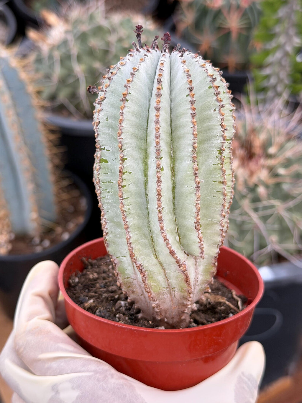 Rare Euphorbia Snowflake Cactus | Large Blue-Green Live Succulent | 8-Inch Collector Plant