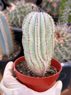 Rare Euphorbia Snowflake Cactus | Large Blue-Green Live Succulent | 8-Inch Collector Plant