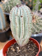Rare Euphorbia Snowflake Cactus | Large Blue-Green Live Succulent | 8-Inch Collector Plant
