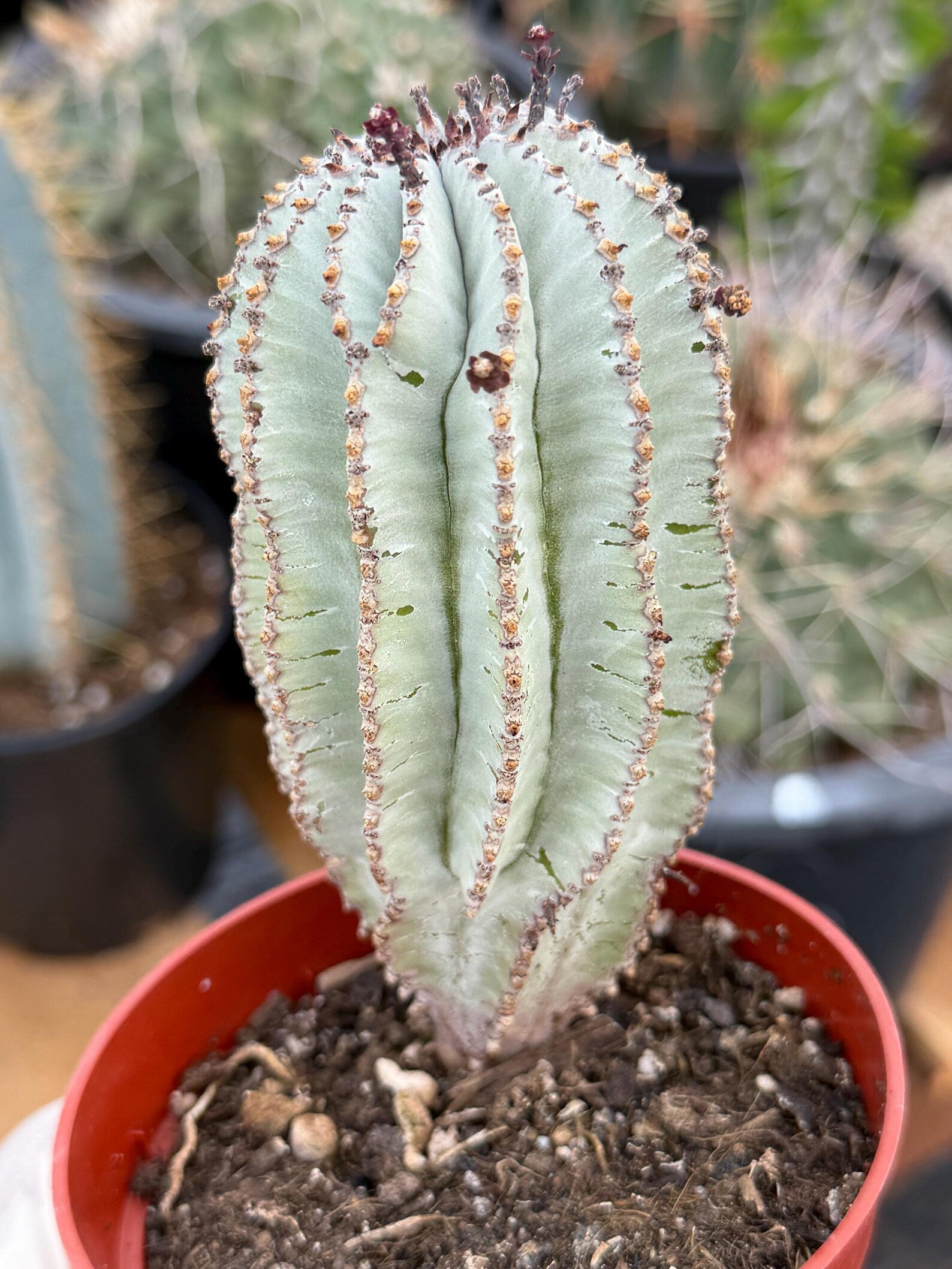 Rare Euphorbia Snowflake Cactus | Large Blue-Green Live Succulent | 8-Inch Collector Plant