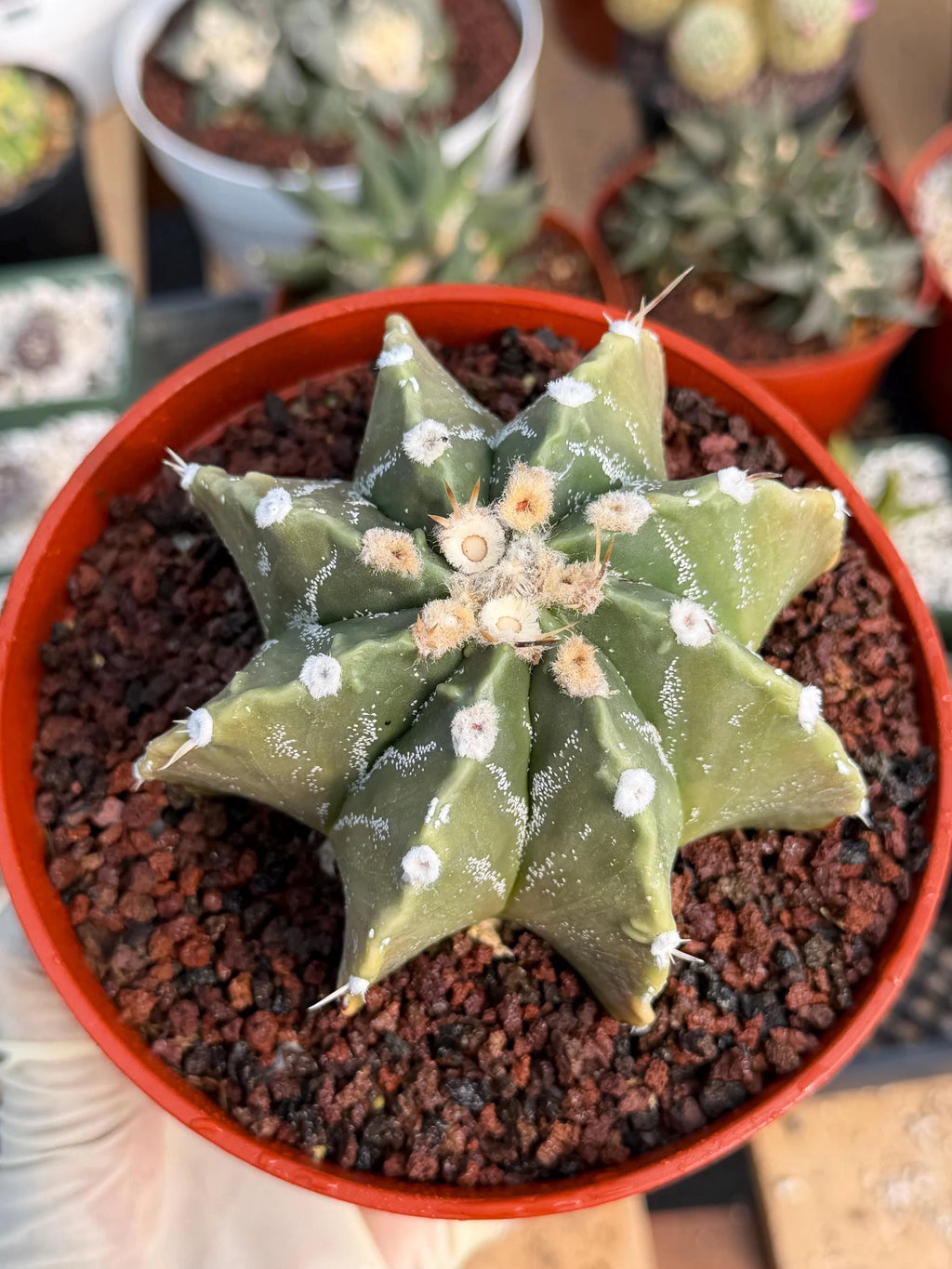 Astrophytum Myriostigma Nudum 8 Ribs | Rare Large Live Cactus #767
