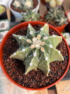 Astrophytum Myriostigma Nudum 8 Ribs | Rare Large Live Cactus #767