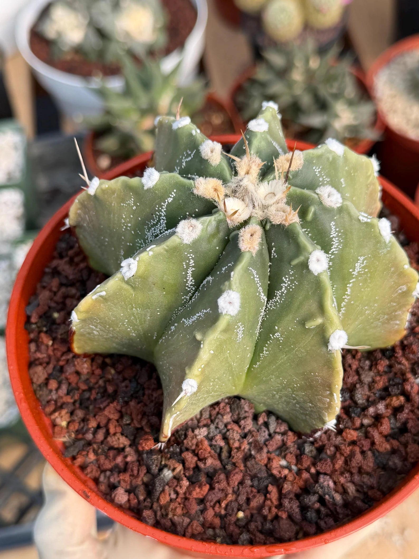 Astrophytum Myriostigma Nudum 8 Ribs | Rare Large Live Cactus #767