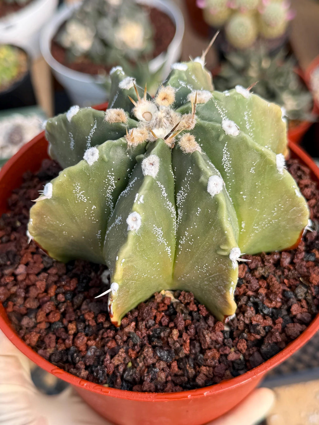 Astrophytum Myriostigma Nudum 8 Ribs | Rare Large Live Cactus #767