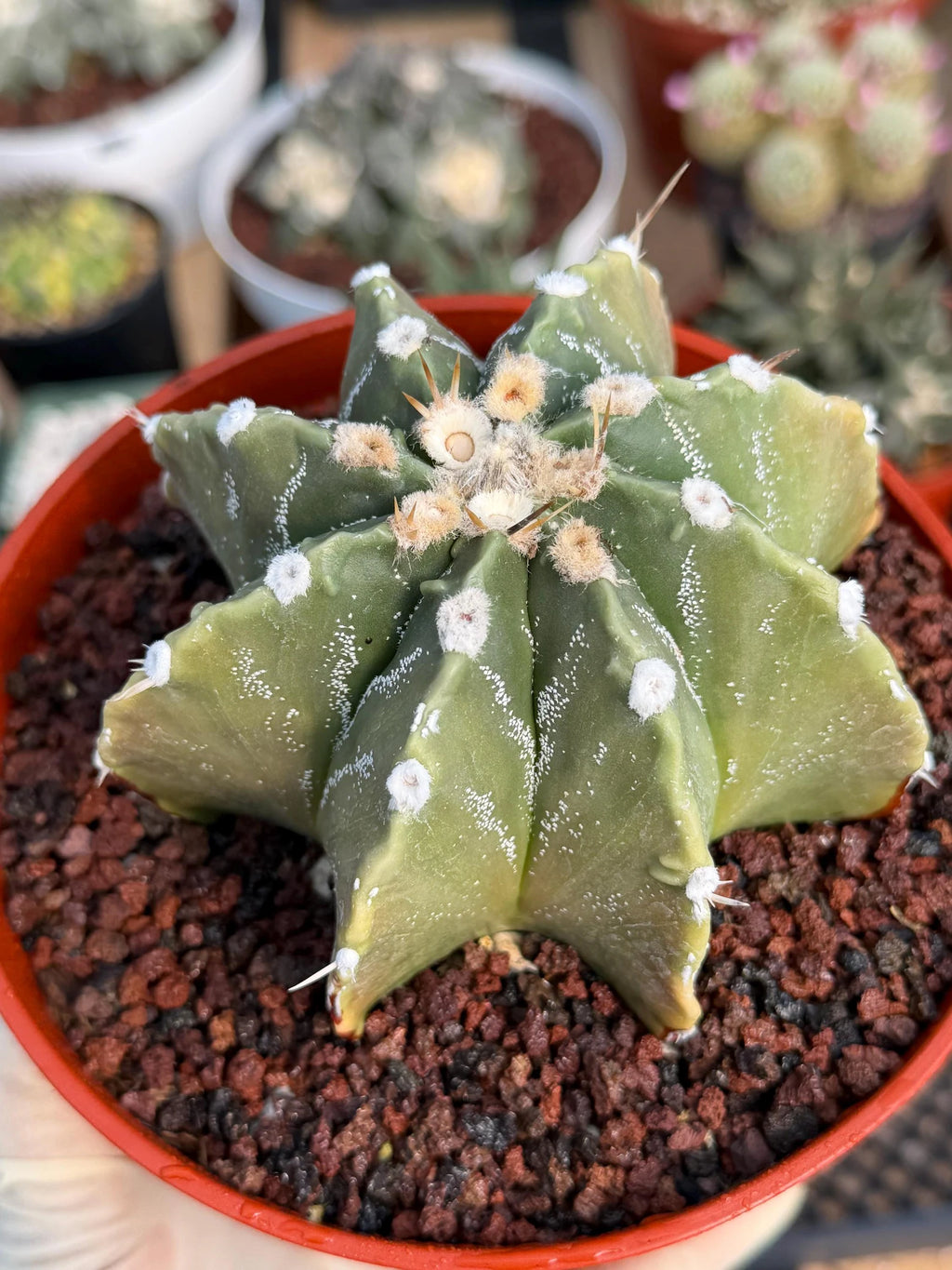 Astrophytum Myriostigma Nudum 8 Ribs | Rare Large Live Cactus #767