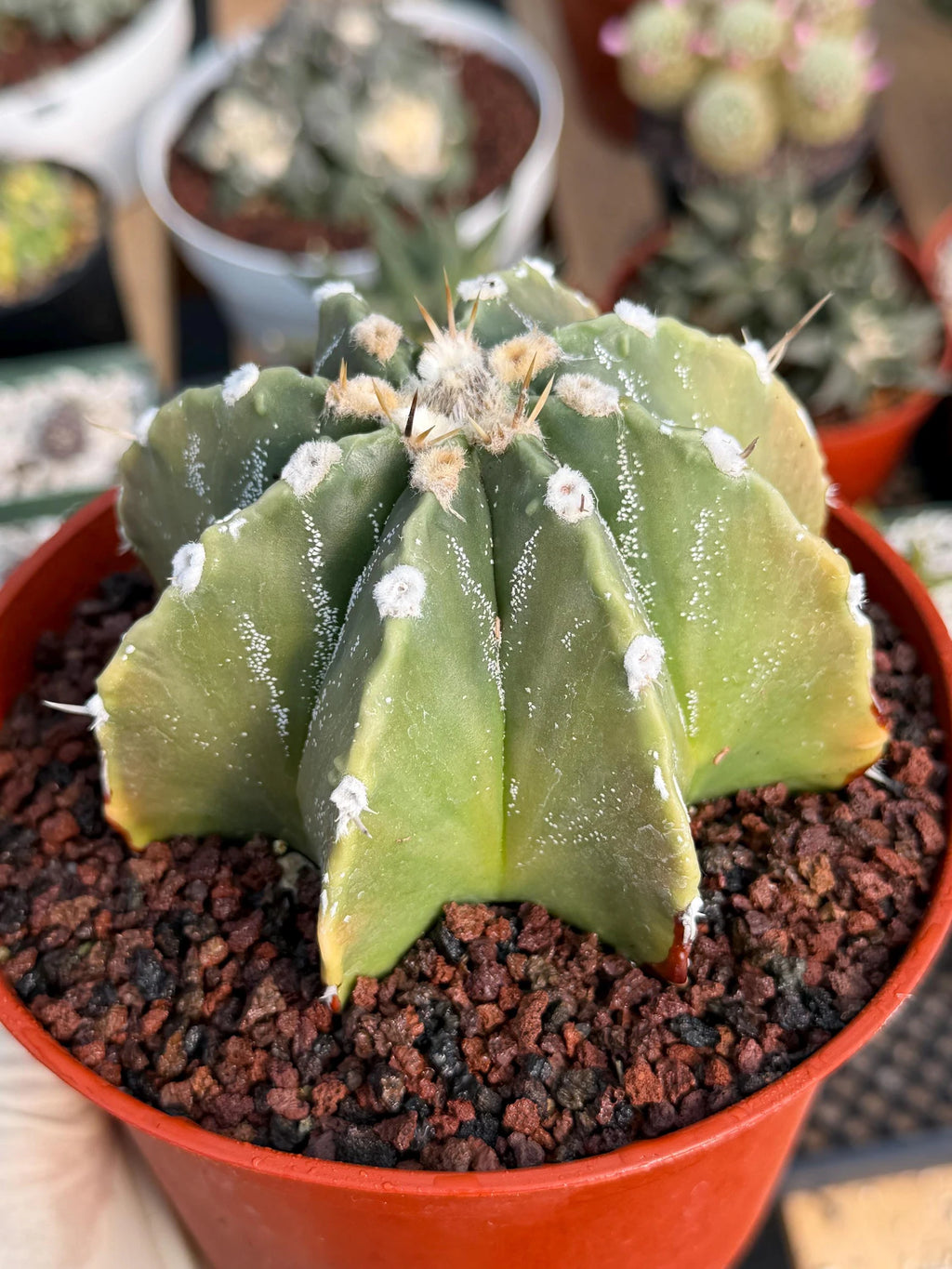 Astrophytum Myriostigma Nudum 8 Ribs | Rare Large Live Cactus #767
