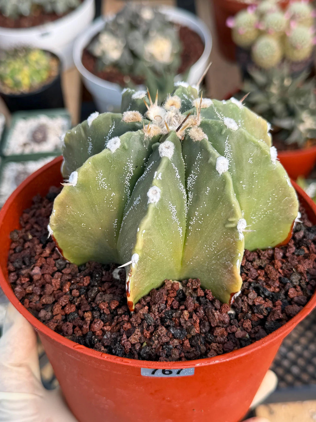 Astrophytum Myriostigma Nudum 8 Ribs | Rare Large Live Cactus #767