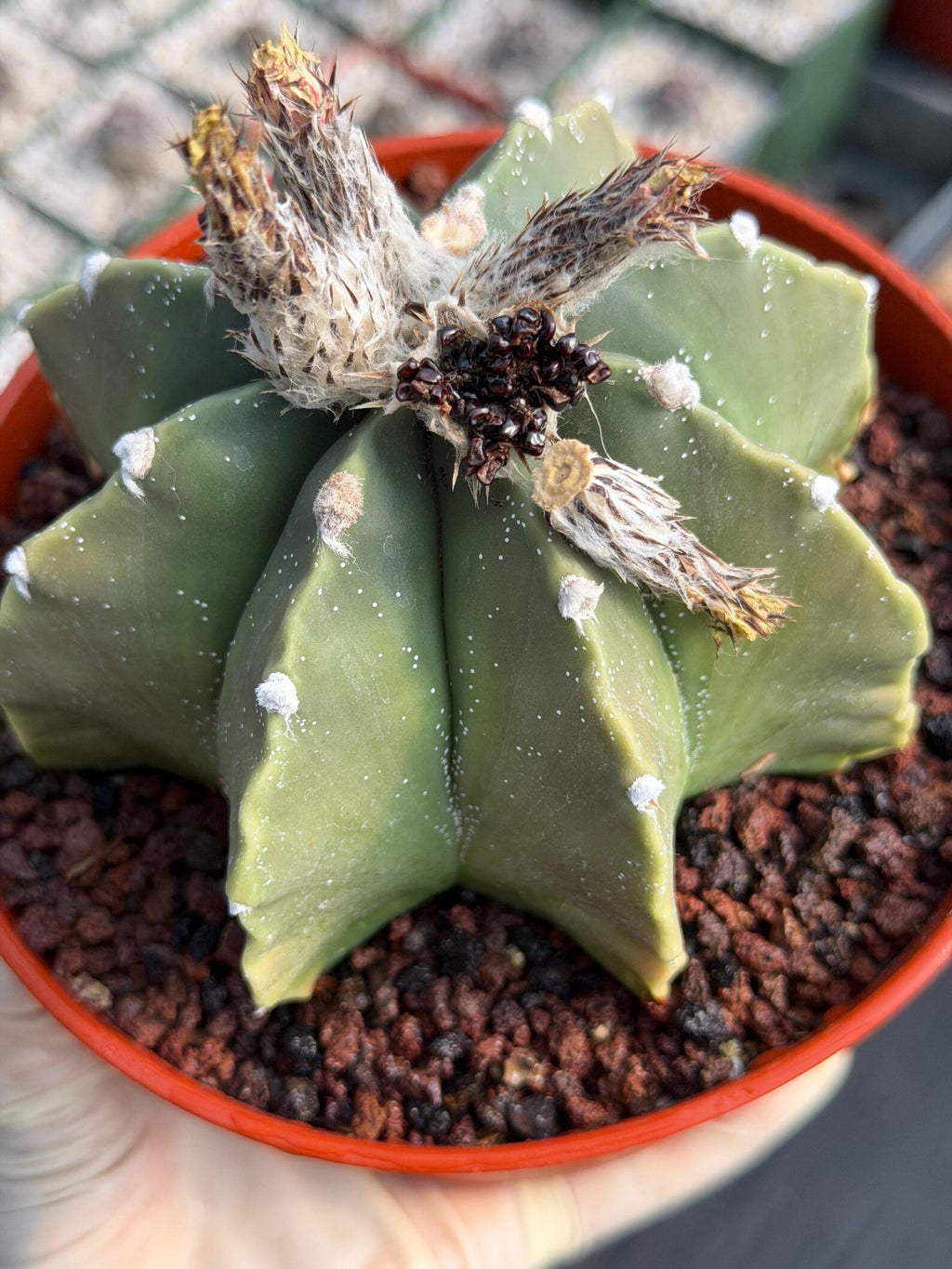 Astrophytum Myriostigma Nudum 8 Ribs White Dots | Rare Live Cactus Plant