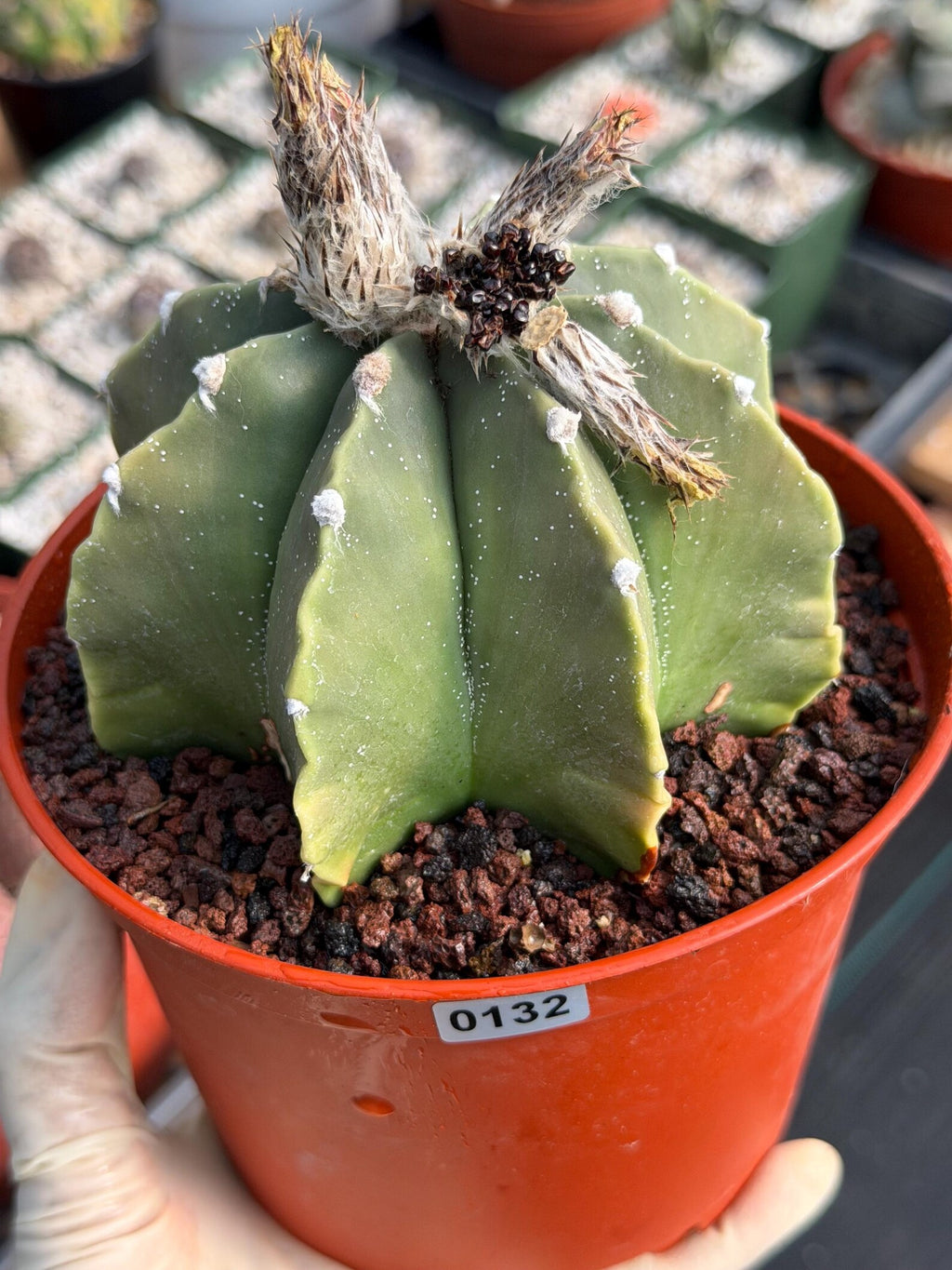 Astrophytum Myriostigma Nudum 8 Ribs White Dots | Rare Live Cactus Plant
