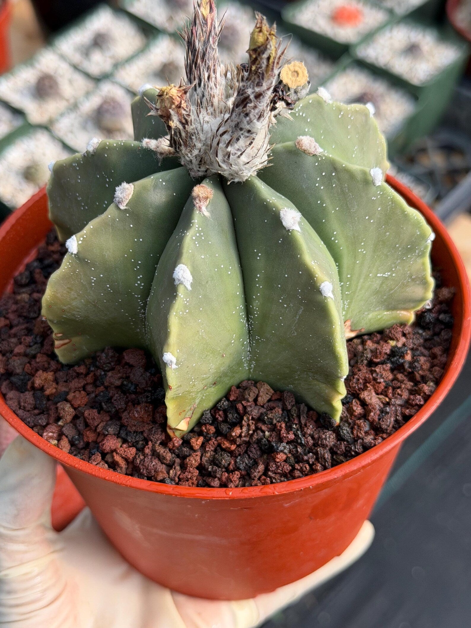 Astrophytum Myriostigma Nudum 8 Ribs White Dots | Rare Live Cactus Plant