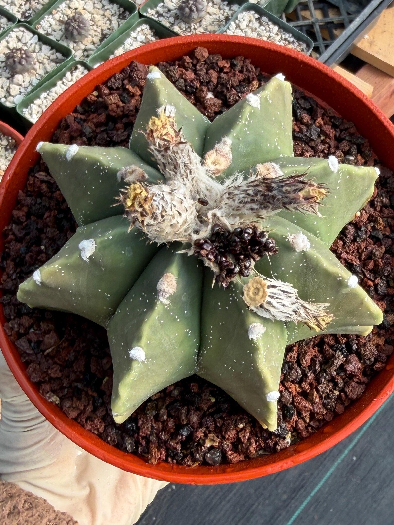 Astrophytum Myriostigma Nudum 8 Ribs White Dots | Rare Live Cactus Plant