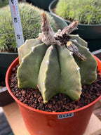 Astrophytum Myriostigma Nudum 8 Ribs White Dots | Rare Live Cactus Plant