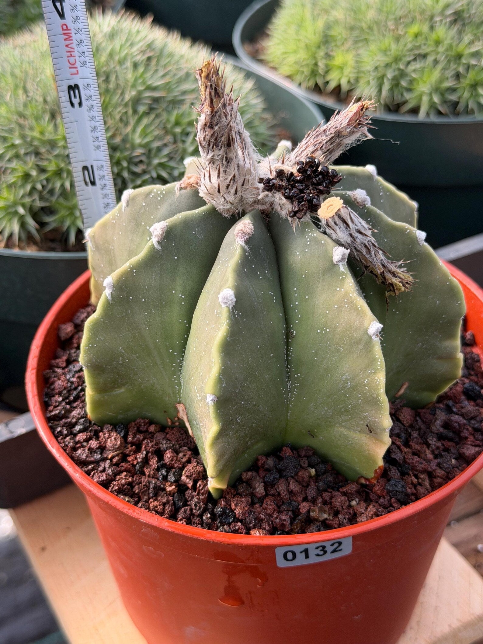 Astrophytum Myriostigma Nudum 8 Ribs White Dots | Rare Live Cactus Plant