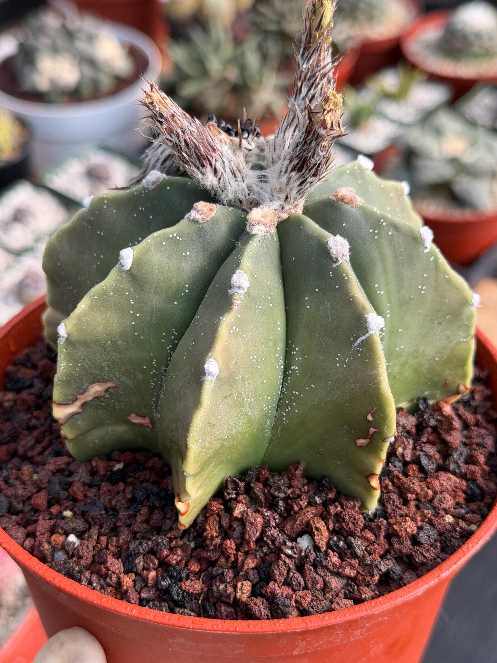 Astrophytum Myriostigma Nudum 8 Ribs White Dots | Rare Live Cactus Plant