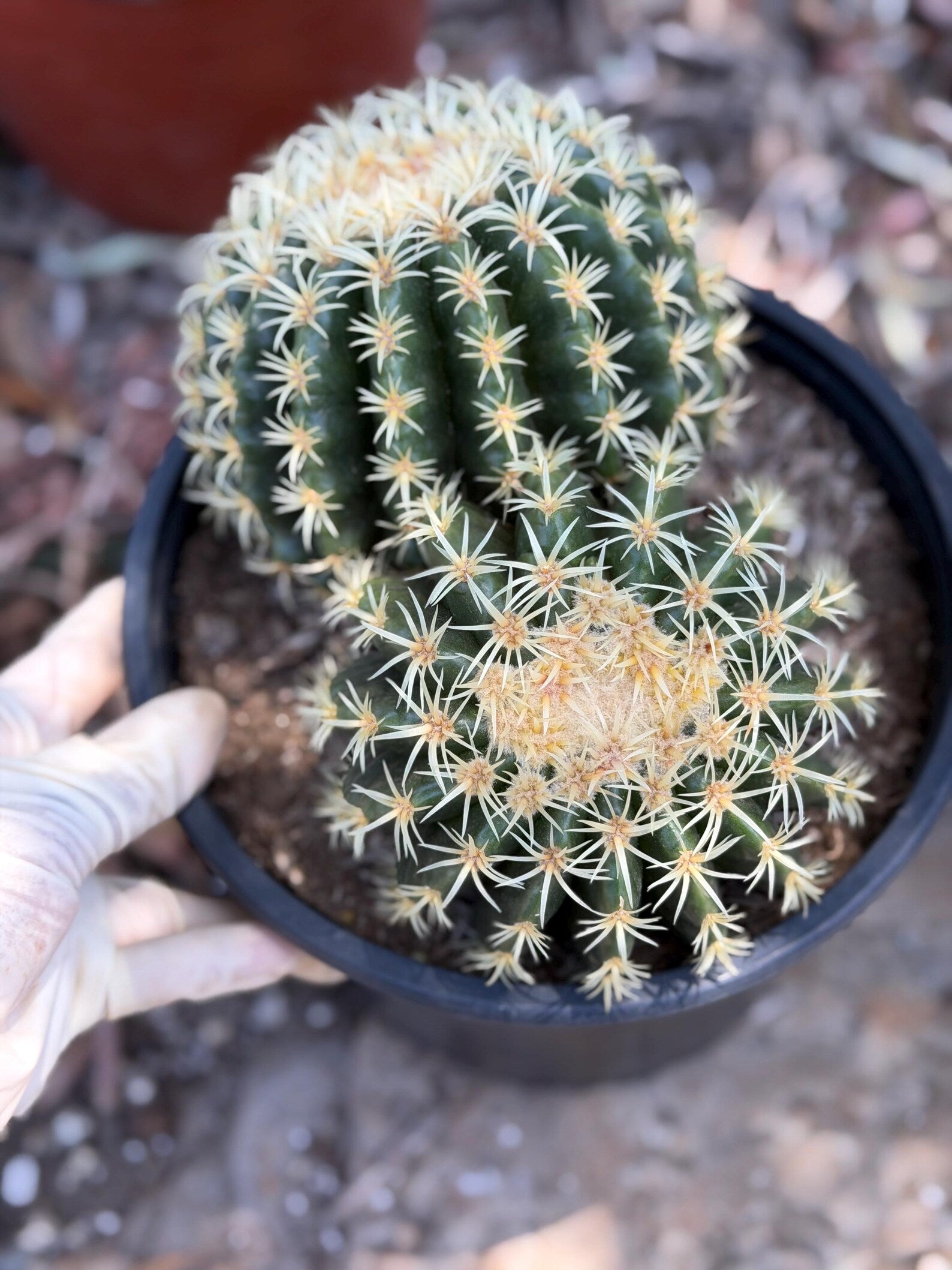 Echinocactus Grusonii Short Spine Double Head |#3|#4|