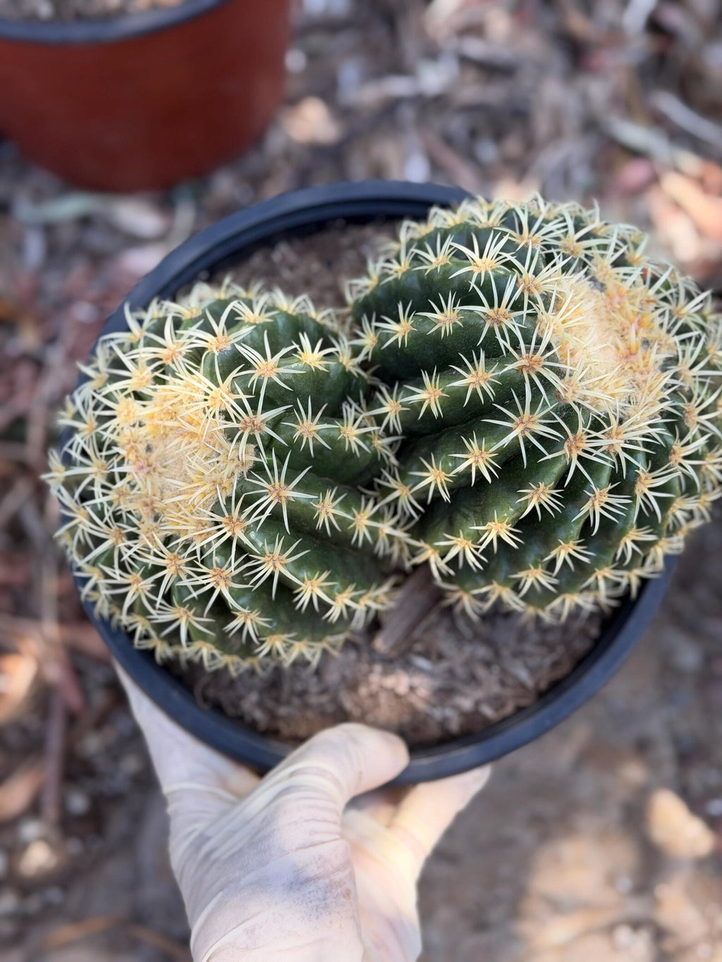 Echinocactus Grusonii Short Spine Double Head |#3|#4|