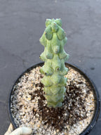 Boobie Cactus Live Plant |  Rare Succulent