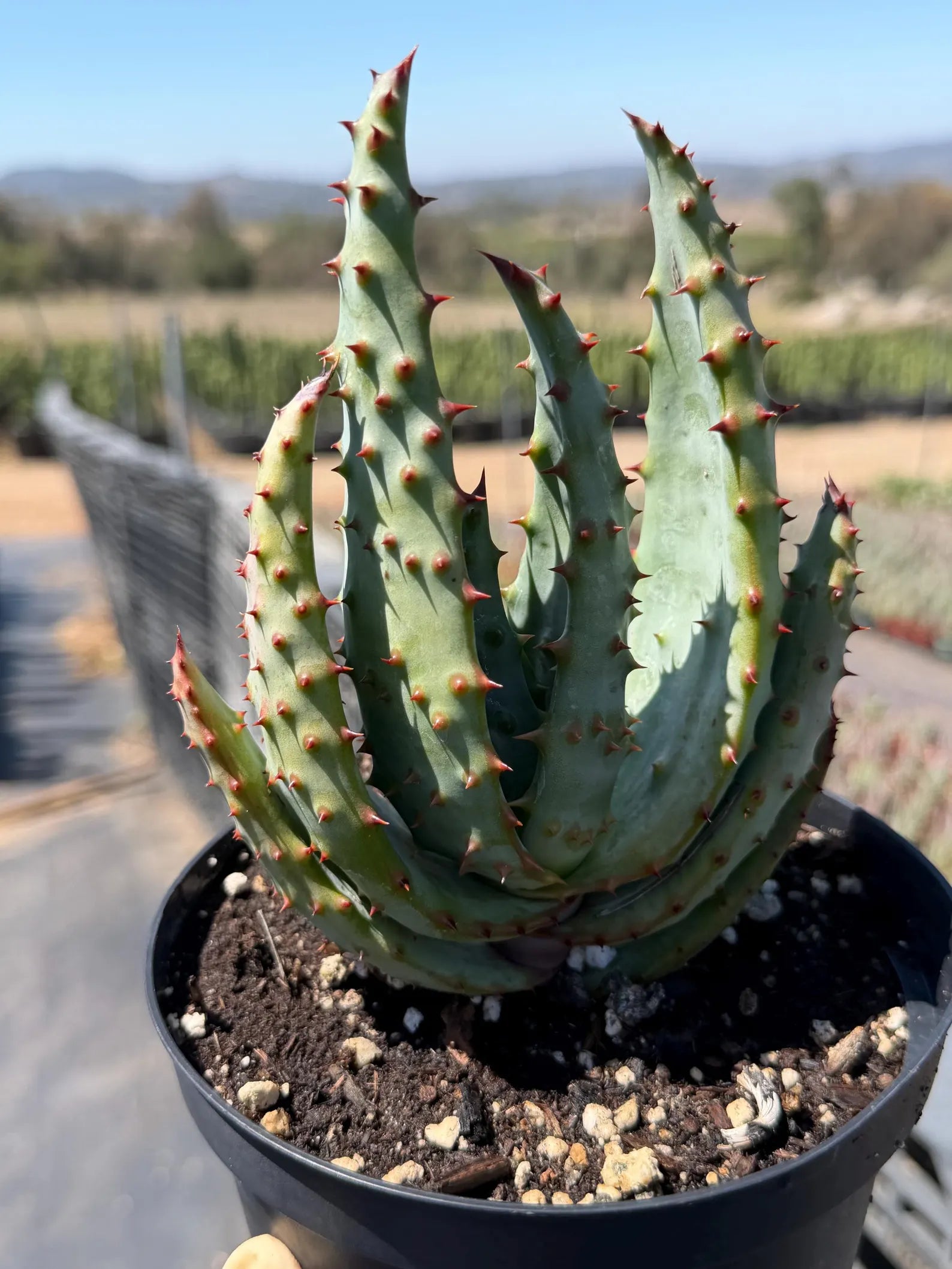 Aloe Marlothii Live Plant | Easy Care Succulent | Rare Collector Aloe
