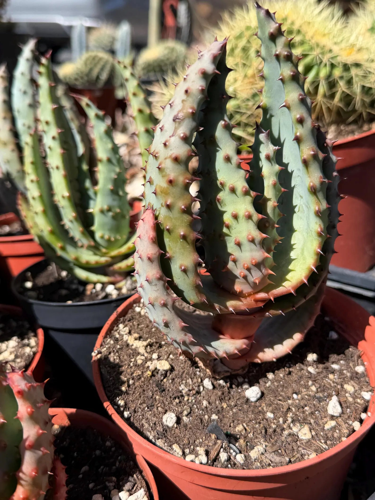 Aloe Marlothii Live Plant | Easy Care Succulent | Rare Collector Aloe