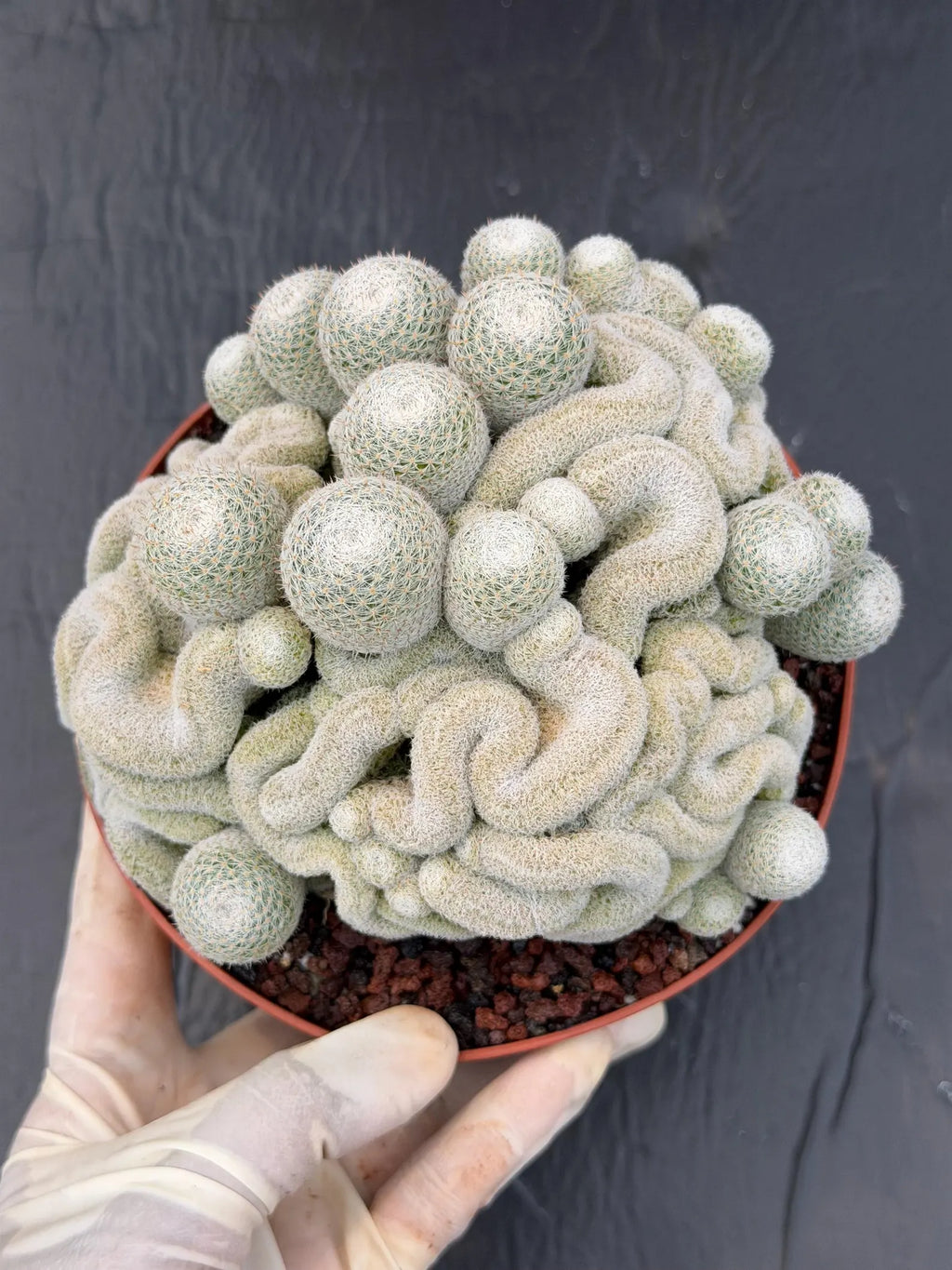 Mammillaria Perbella Monster Crested Cluster #0120