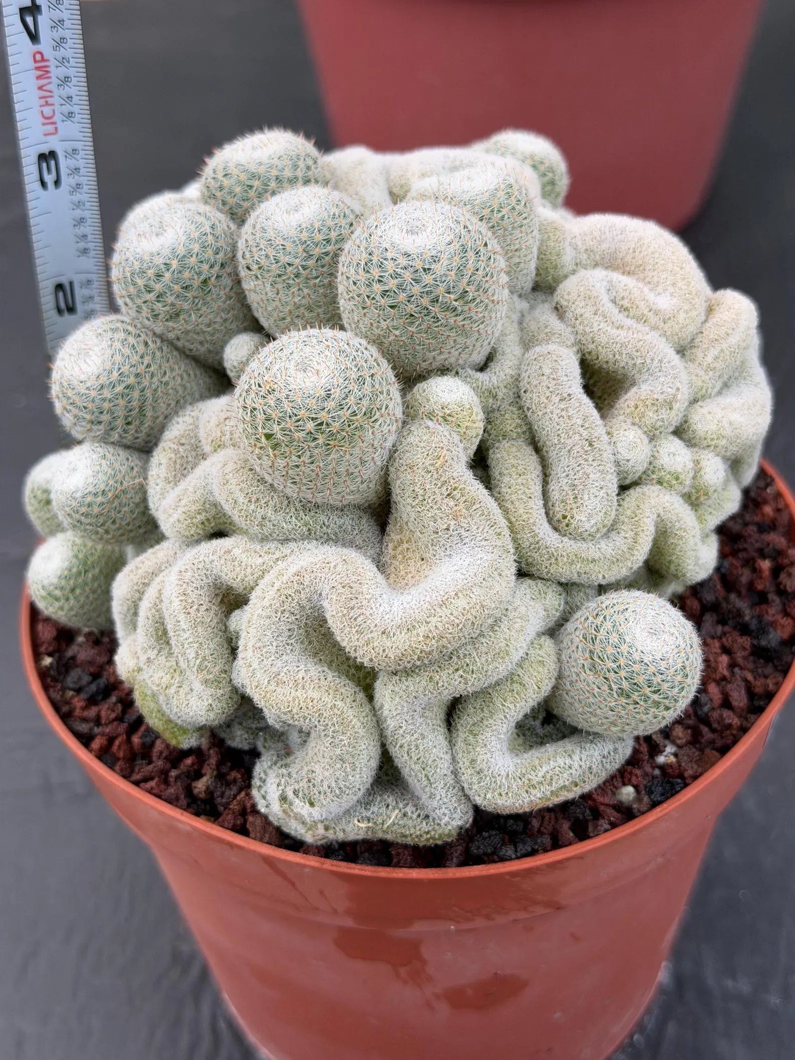 Mammillaria Perbella Monster Crested Cluster #0120
