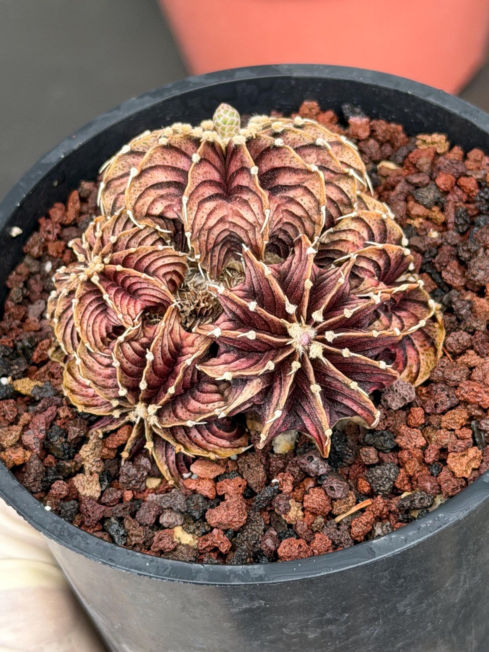 Gymnocalycium LB2178 Cluster #137 | Rare Collector Live Cactus