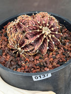 Gymnocalycium LB2178 Cluster #137 | Rare Collector Live Cactus