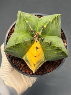 Variegated Astrophytum Myriostigma | Rare Live Collector Cactus #840