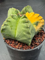 Variegated Astrophytum Myriostigma | Rare Live Collector Cactus #840
