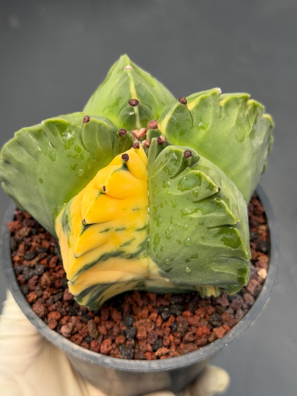 Variegated Astrophytum Myriostigma | Rare Live Collector Cactus #840