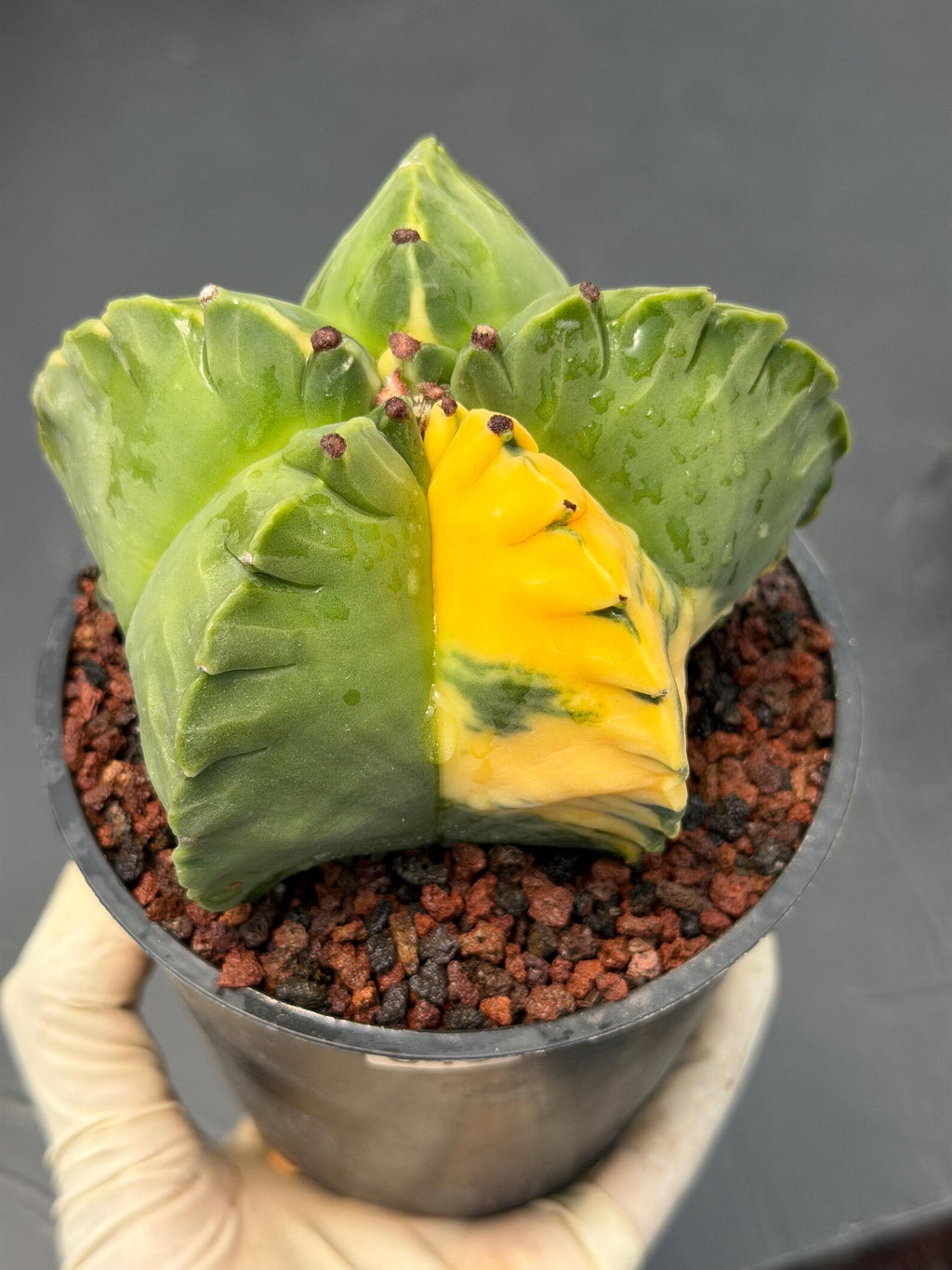 Variegated Astrophytum Myriostigma | Rare Live Collector Cactus #840