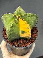 Variegated Astrophytum Myriostigma | Rare Live Collector Cactus #840