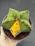 Variegated Astrophytum Myriostigma | Rare Live Collector Cactus #840