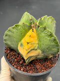 Variegated Astrophytum Myriostigma | Rare Live Collector Cactus #840