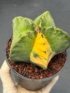 Variegated Astrophytum Myriostigma | Rare Live Collector Cactus #840